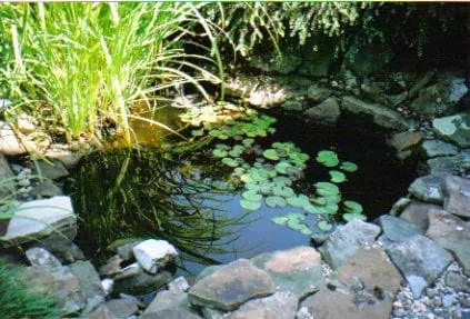 Affordable lawn care service in Chesterfield, MO by All Outdoors