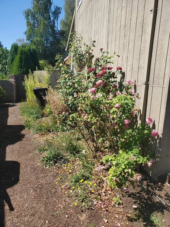 Local residential landscaping experts serving Milwaukie, OR - All Phase Landscaping
