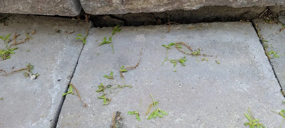 Trusted yard maintenance experts serving Freetown, MA - All Phases Renovations