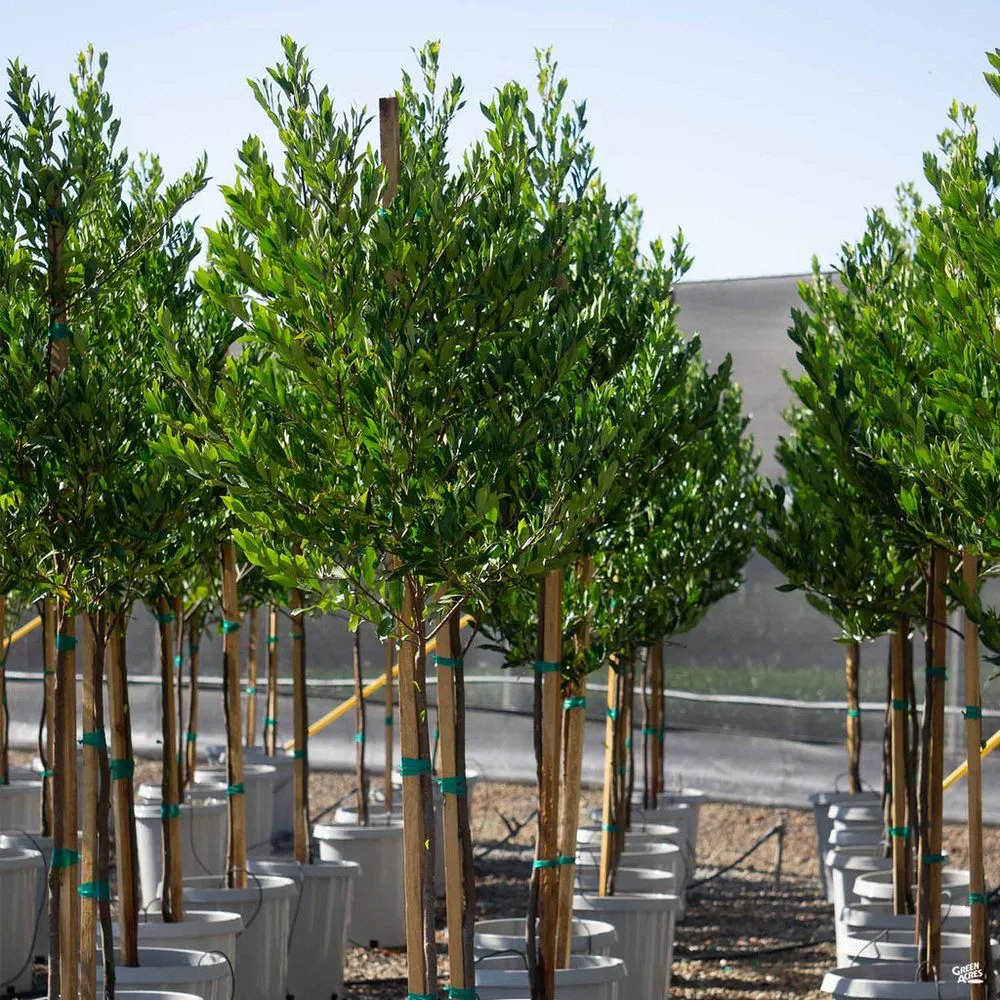 Affordable residential landscaping with custom design across Modesto, CA - All Points Landscape & Maintenance