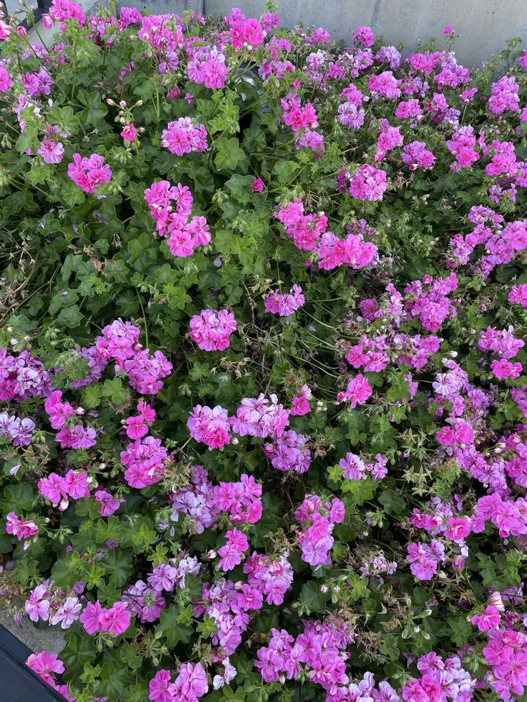 Reliable residential landscaping in Modesto, CA - All Points Landscape & Maintenance