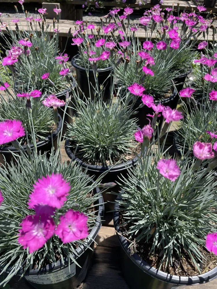 Local yard maintenance experts serving Modesto, CA - All Points Landscape & Maintenance