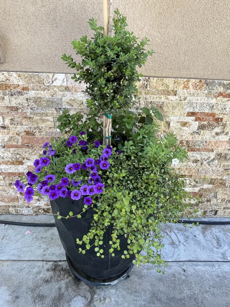 Professional outdoor landscaping for outdoor upgrades in Modesto, CA by All Points Landscape & Maintenance