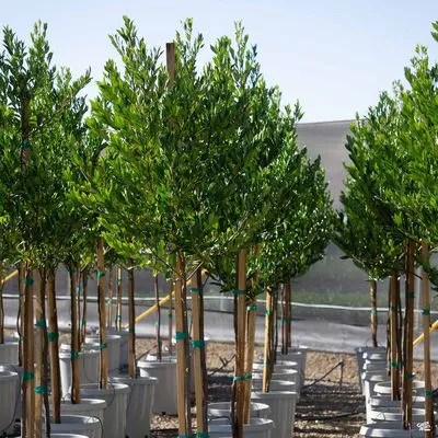 All Points Landscape & Maintenance Logo