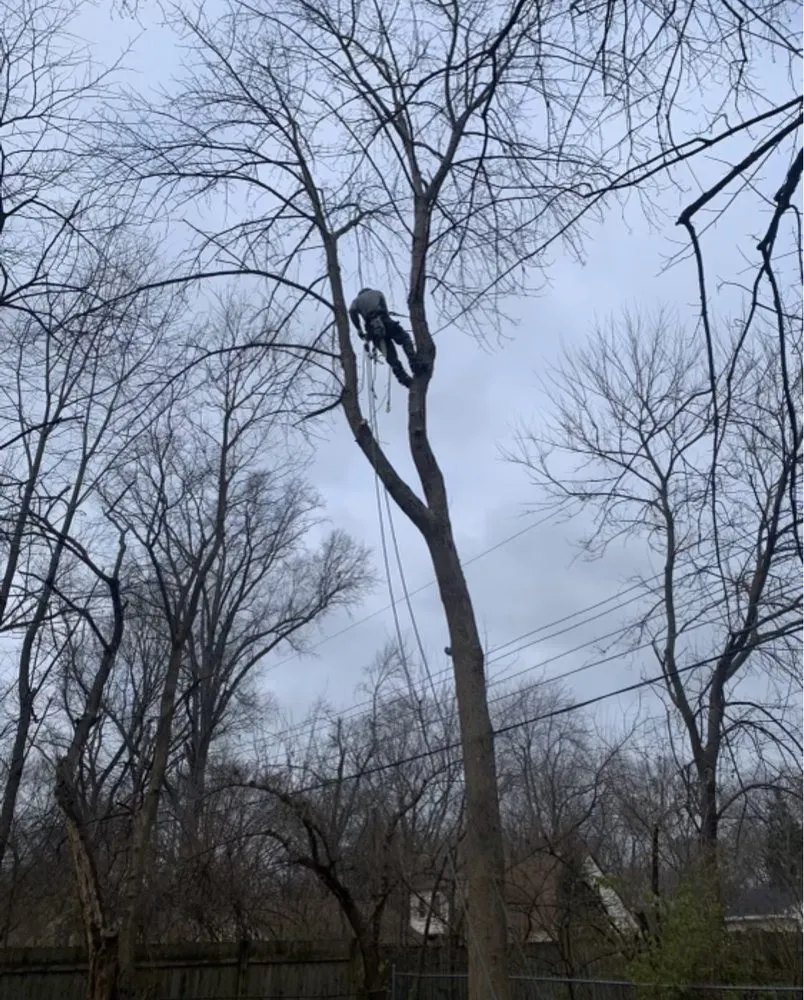 Expert landscape installation in Indianapolis, IN - All Points Tree Service