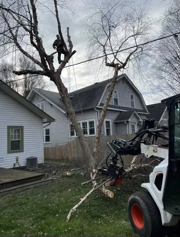 Trusted yard maintenance in Indianapolis, IN - All Points Tree Service