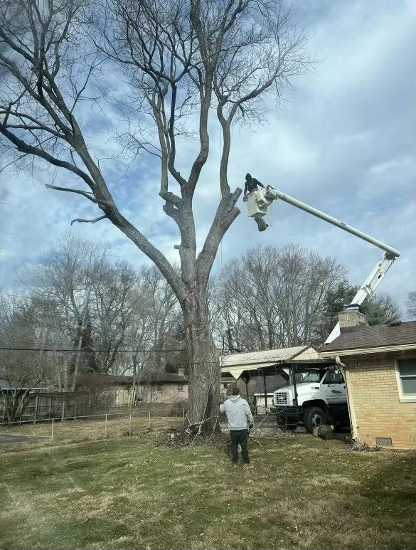 Custom yard cleanup service experts serving Indianapolis, IN - All Points Tree Service