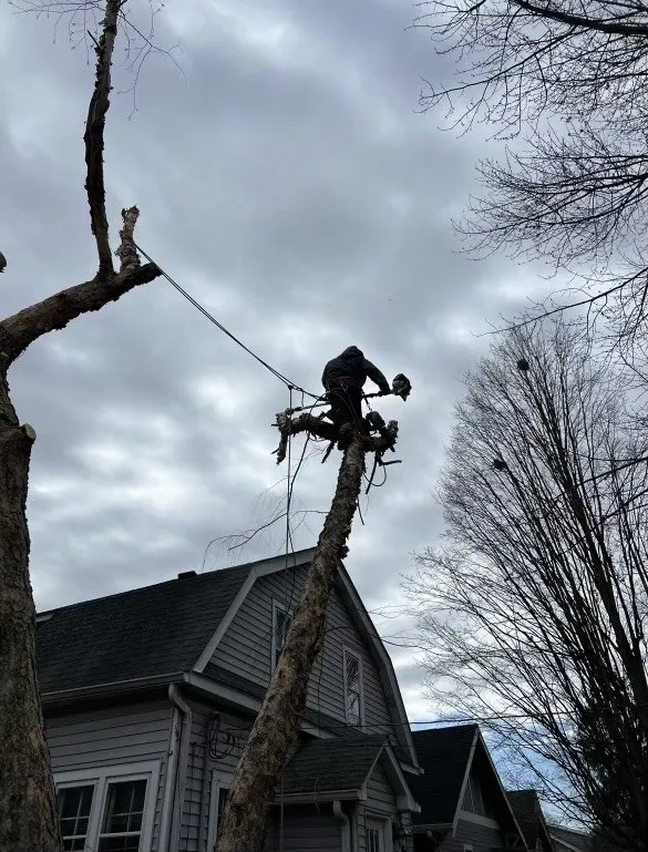 Affordable landscape design experts serving Indianapolis, IN - All Points Tree Service