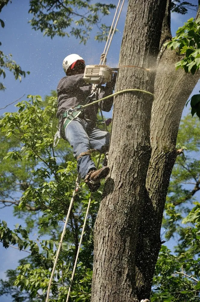 Trusted residential landscaping for year-round maintenance in Indianapolis, IN by All Points Tree Service
