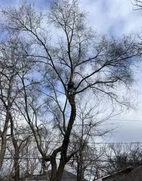 Top-rated landscaping services in Indianapolis, IN - All Points Tree Service