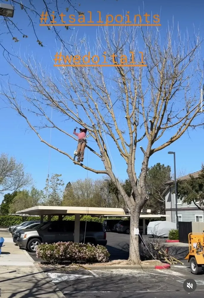 Affordable landscaping services with custom design in Modesto, CA by All Points Tree Service