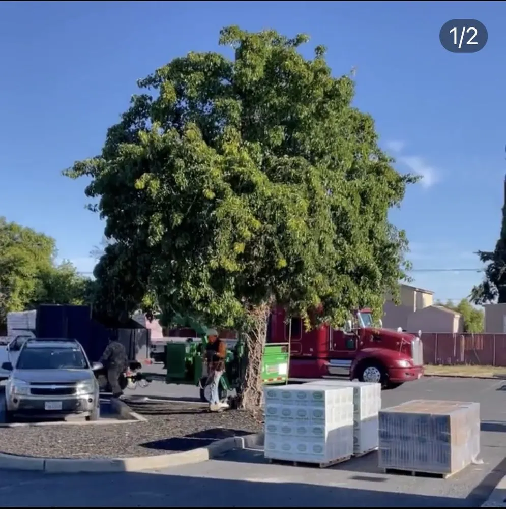 Local landscaping services for year-round maintenance across Modesto, CA - All Points Tree Service