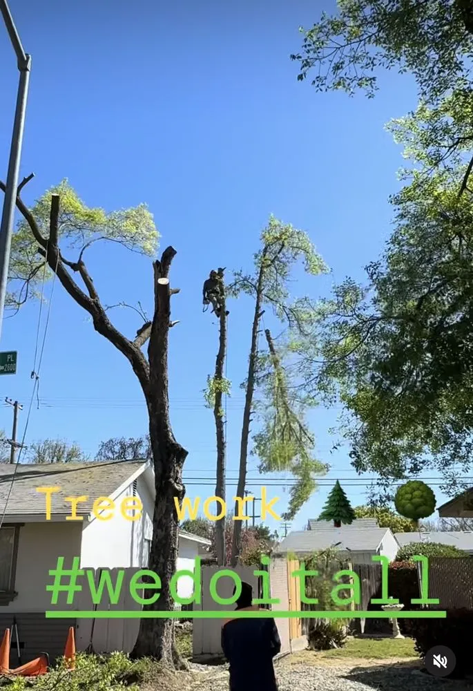 Top-rated garden landscaping for homes across Modesto, CA - All Points Tree Service