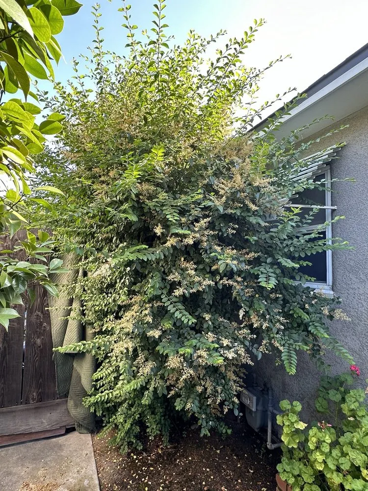 Expert landscape design for residential properties in Modesto, CA by All Points Tree Service