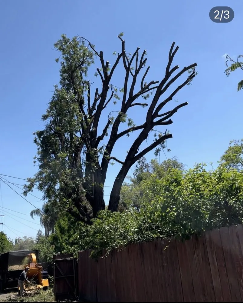 Trusted landscape installation in Modesto, CA - All Points Tree Service