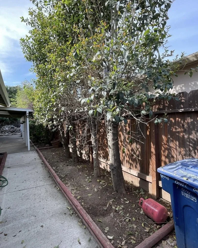 Local lawn mowing service for year-round maintenance across Modesto, CA - All Points Tree Service