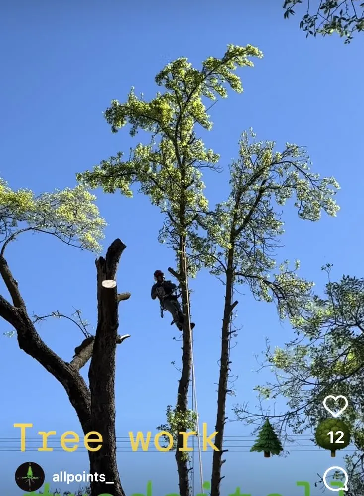 Local yard maintenance with custom design in Modesto, CA by All Points Tree Service