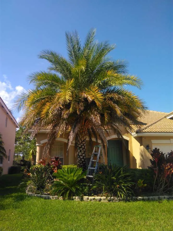 Reliable lawn mowing service in Okeechobee, FL by All Pride Property Services