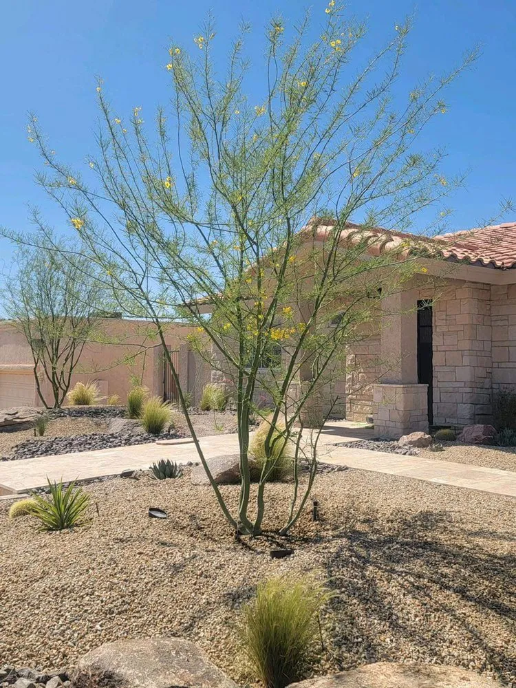 Affordable landscape installation for outdoor upgrades across Lake Havasu City, AZ - All Pro Landscape