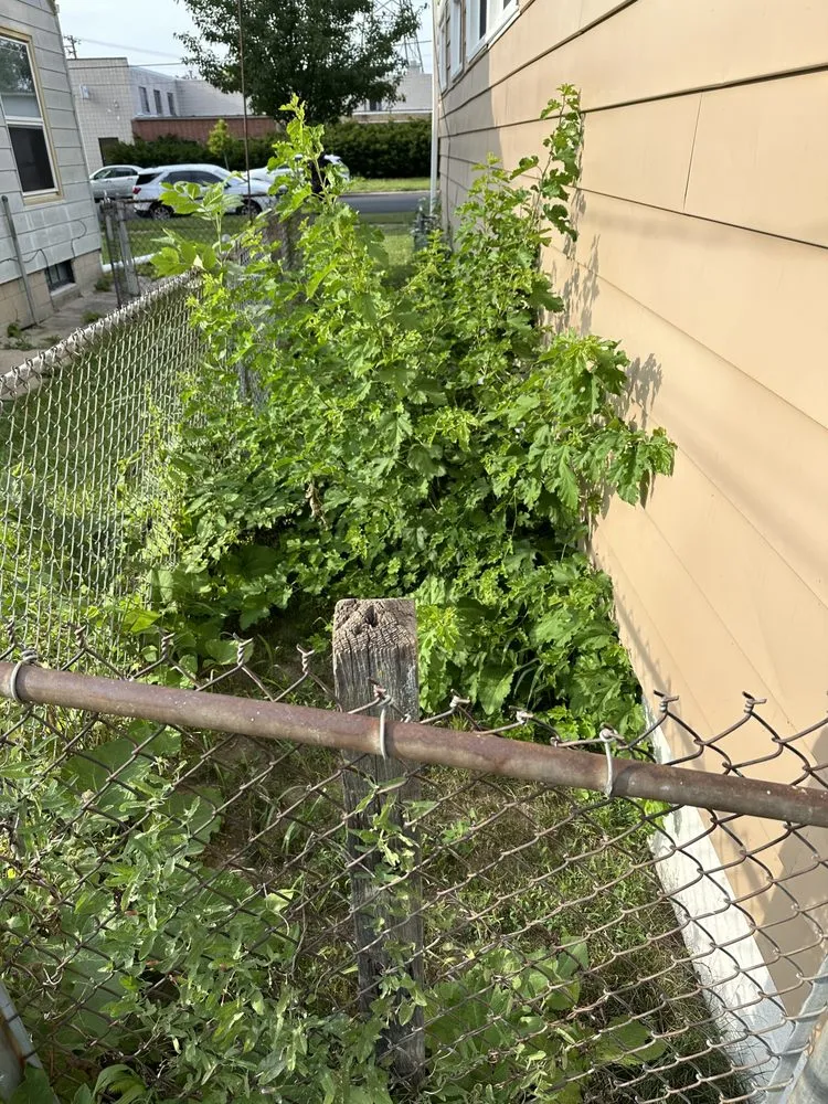 Local lawn care service in Milwaukee, WI - All Pro Landscaping & Snow Removal