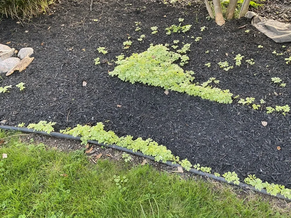 Professional landscaping services in Rochester, NY by All Pro Landscaping Rochester NY