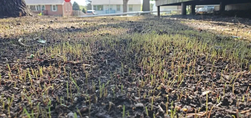 Reliable yard maintenance for homes in Lincoln, NE by All Pro Lawn & Snow