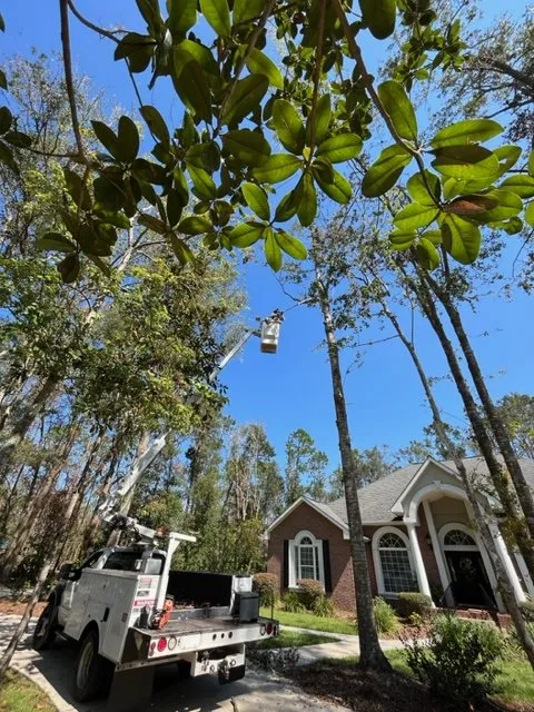 Top-rated yard maintenance experts serving Gainesville, FL - All Pro Lawn & Tree Service