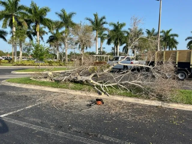 Professional lawn care service experts serving Gainesville, FL - All Pro Lawn & Tree Service