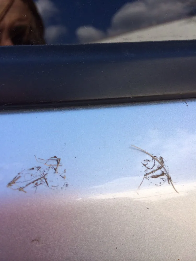 Reliable lawn care service for outdoor upgrades in Massapequa, NY by All Pro Lawn Care & Design