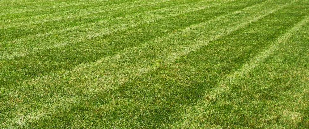 Professional lawn mowing service experts serving Bellingham, WA - All Pro Lawn Care
