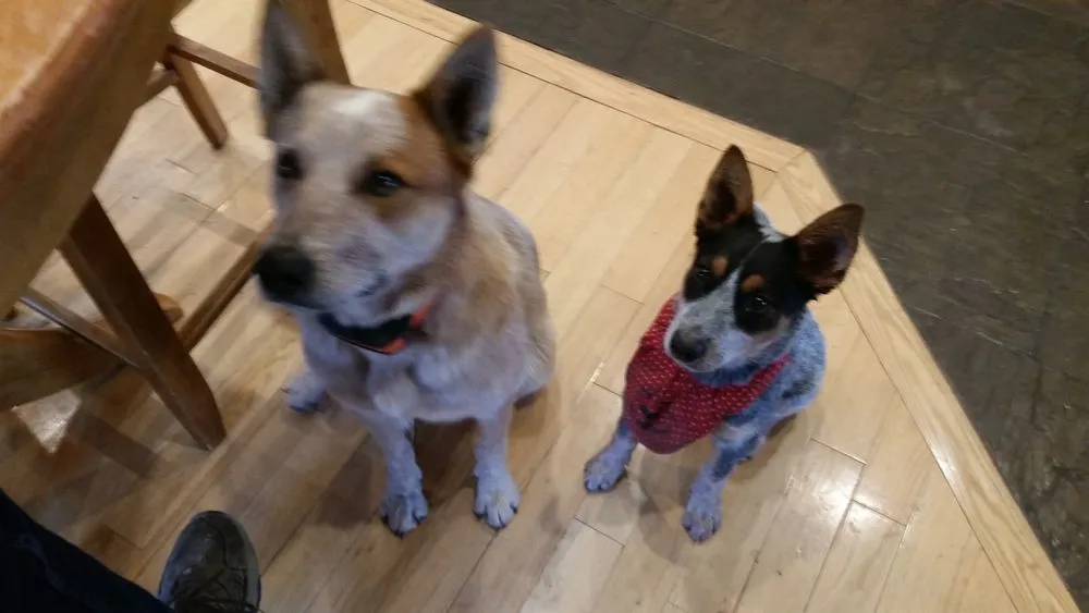 Local landscape installation in Golden, CO - All Pro Lawn Care