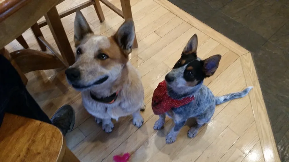 Expert landscaping services in Golden, CO - All Pro Lawn Care