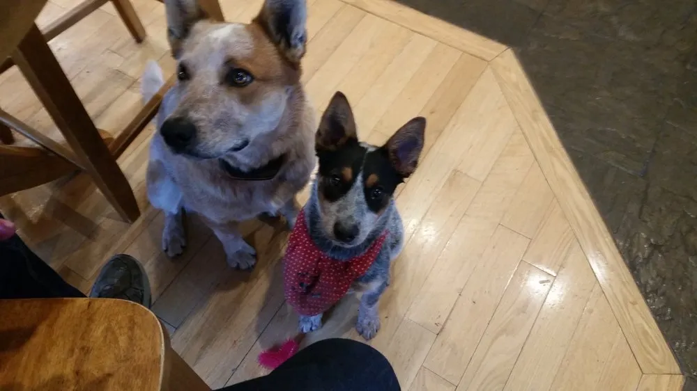 Custom outdoor landscaping for homes in Sierra Vista, AZ by All Pro Lawn Care