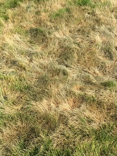 Trusted yard cleanup service for outdoor upgrades across Boise, ID - All Pro Lawn Service