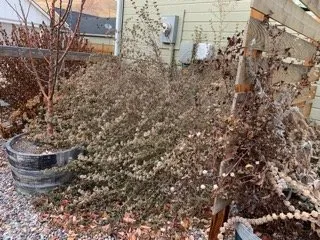 Top-rated outdoor landscaping for residential properties across Boise, ID - All Pro Lawn Service