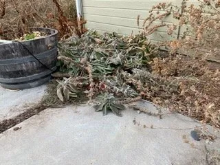 Reliable landscaping services experts serving Boise, ID - All Pro Lawn Service