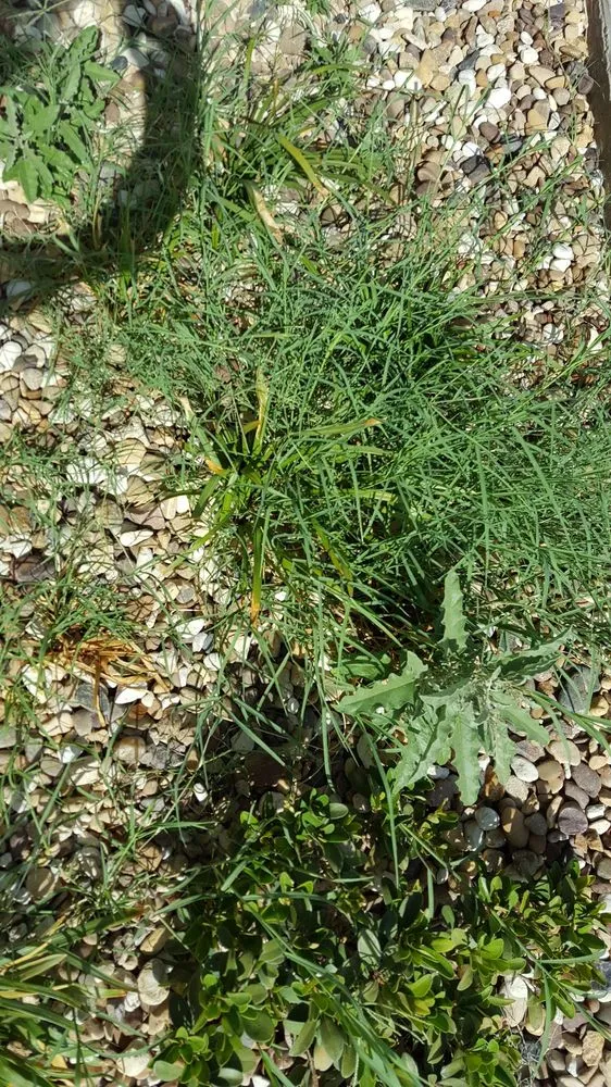 Trusted lawn mowing service in Lubbock, TX by All Pro Lawnscapes