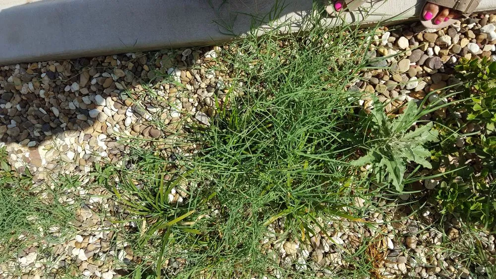 Top-rated yard cleanup service in Lubbock, TX by All Pro Lawnscapes