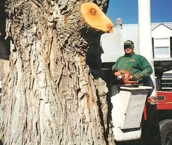 All Pro Tree & Landscaping Service