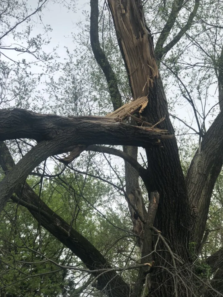 Professional landscaping services in Indianapolis, IN by All Pro Tree and Landscaping and Construction Team