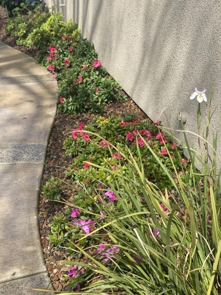 Expert yard cleanup service experts serving Herald, CA - All-Pro Yards