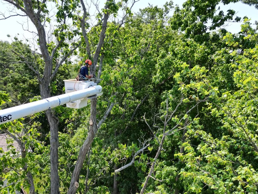 Custom landscaping services in Binghamton, NY - All Pro/All Seasons Timber Mgt