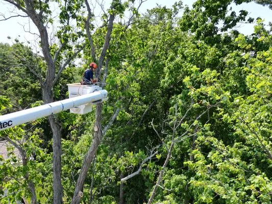 All Pro/All Seasons Timber Mgt Logo