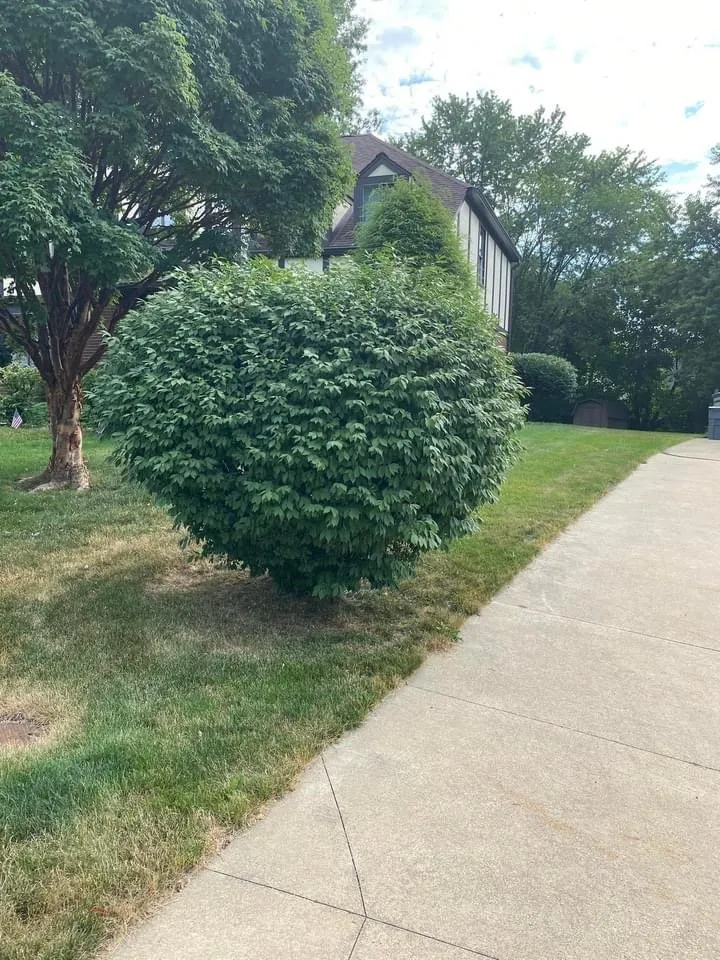 Professional landscape design in Canton, OH by All-round home and lawn care