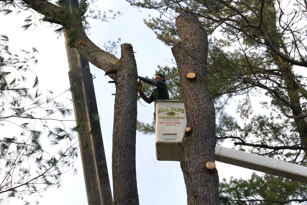 Professional landscape installation for outdoor upgrades across Nyack, NY - All Safe Tree Services