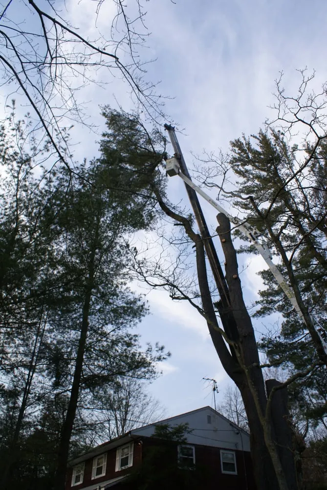 Expert outdoor landscaping experts serving Nyack, NY - All Safe Tree Services