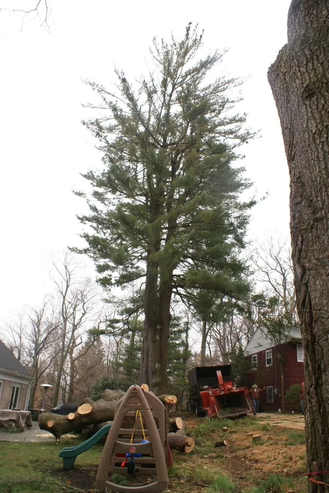 Top-rated lawn mowing service for beautiful yards in Nyack, NY by All Safe Tree Services