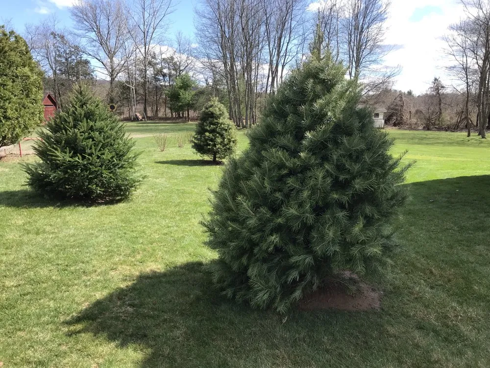 Local yard cleanup service for residential properties across Easthampton, MA - All Season Clean-up & Landscaping