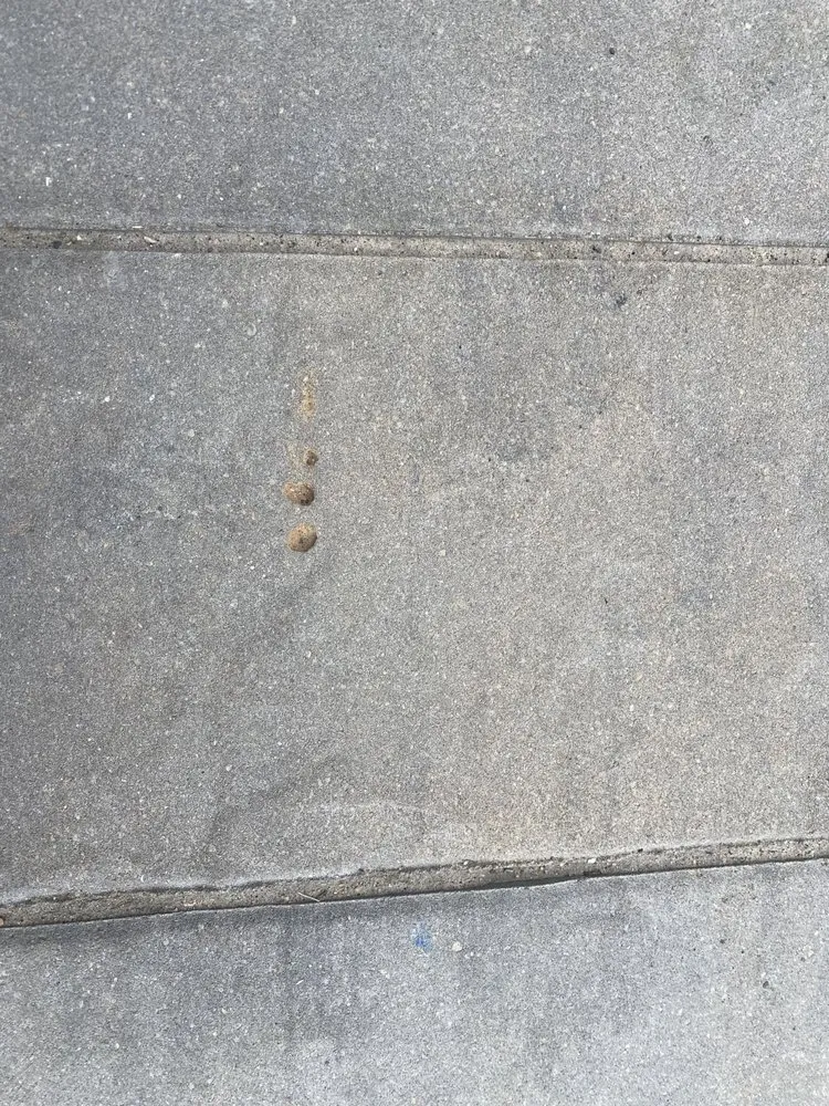 Local outdoor landscaping experts serving Orland Park, IL - All Season Landscape Services