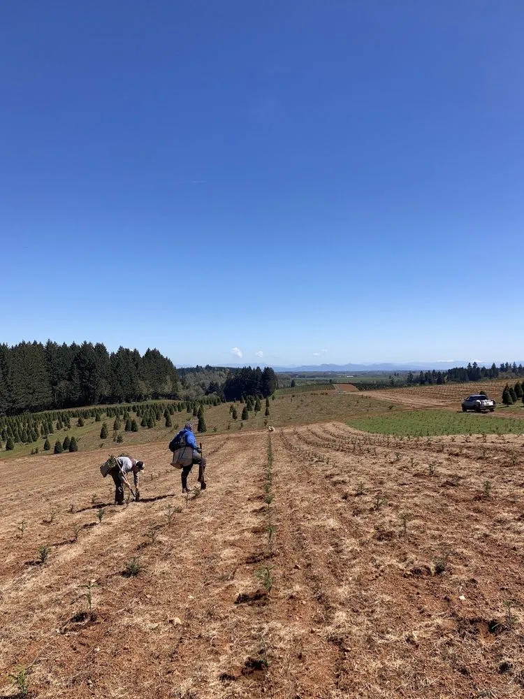 Affordable landscaping services for residential properties in Kelso, WA by All Season Lawn Care & Contractor